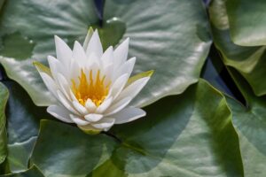 lotus, flower, pond-7287044.jpg